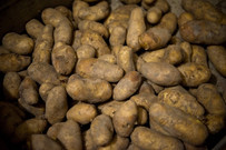 Ungeschälte Kartoffeln als regionale Zutaten für die Küche der Hoftaverne Ziegelböck